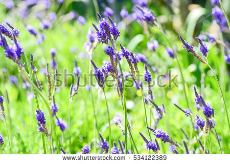 Lavandula Stock Images, Royalty.