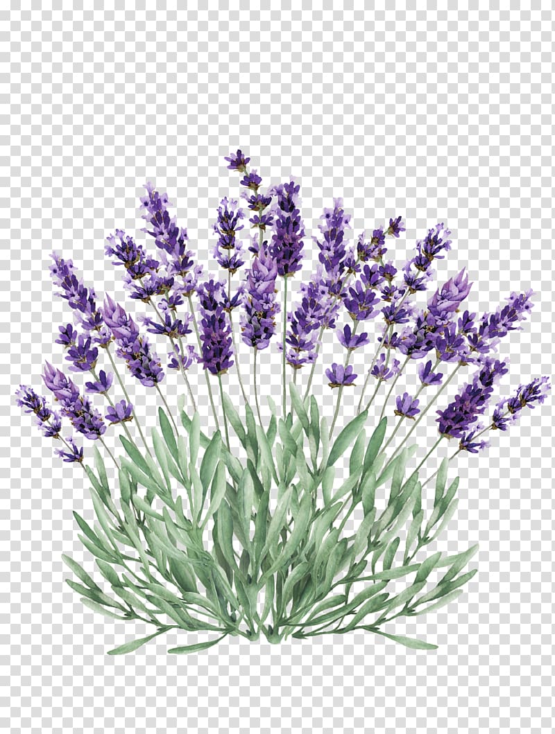 Lavender Portable Network Graphics Illustration graphics.