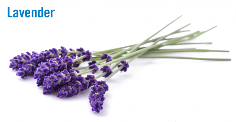 Flavor of the Week: Lavender blossoms past sweet into savory.