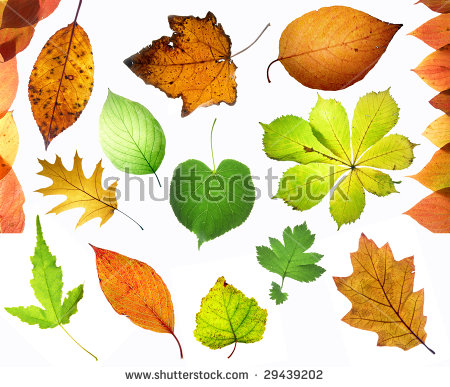 Leaf Capillaries Gleam Stock Photos, Royalty.