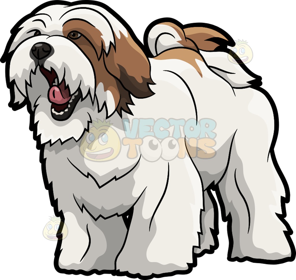 Lhasa Apso Cartoon.