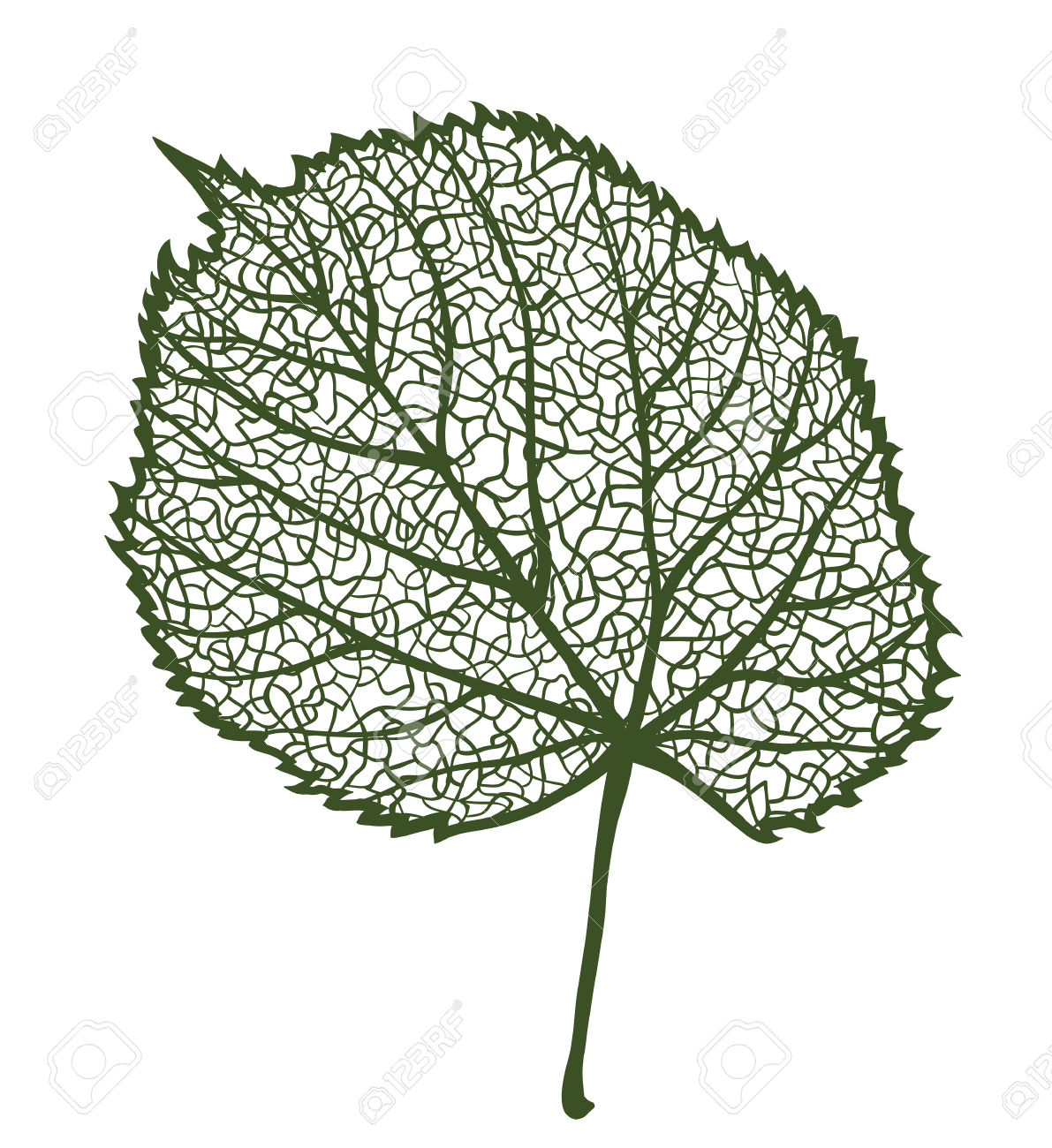 Vector Linden Leaf, Isolated On White Background Royalty Free.