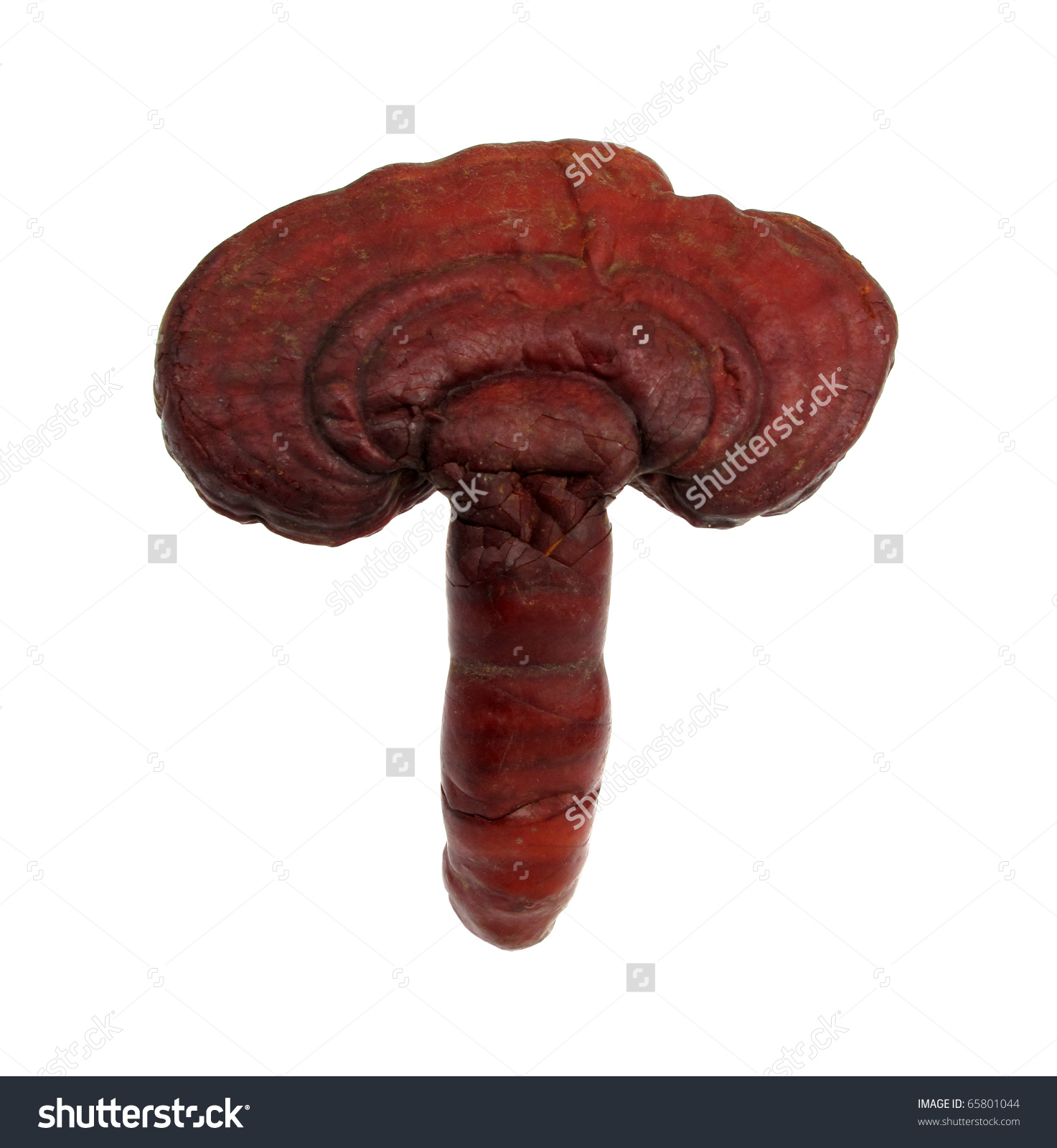 Lingzhi Mushroom Ganoderma Lucidum Stock Photo 65801044.