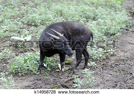 Pictures of Lowland anoa, Bubalus depresicornis k14958728.