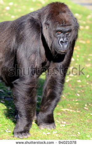 Eastern Gorilla Clipart.