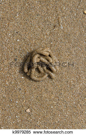 Stock Image of Lugworm cast. k9979285.