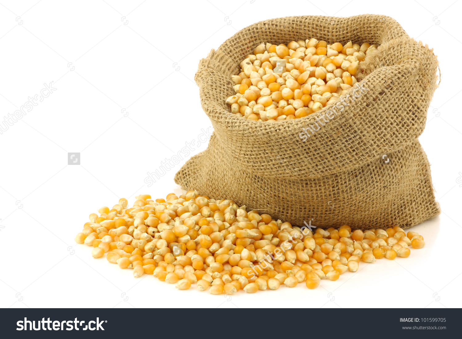 Yellow Corn Grain Burlap Bag On Stock Photo 101599705.