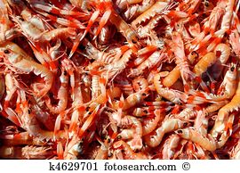 Nephrops norvegicus Stock Photos and Images. 215 nephrops.