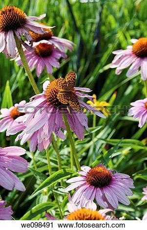 Stock Photography of A group of Purple Coneflowers and a black and.