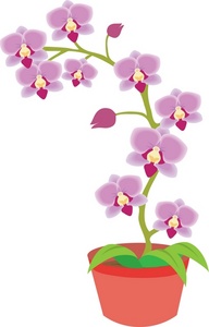 Orchid Clip Art.