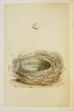 Magpie Nest & Eggs, Reverend Morris 1800s Original Antique Bird.