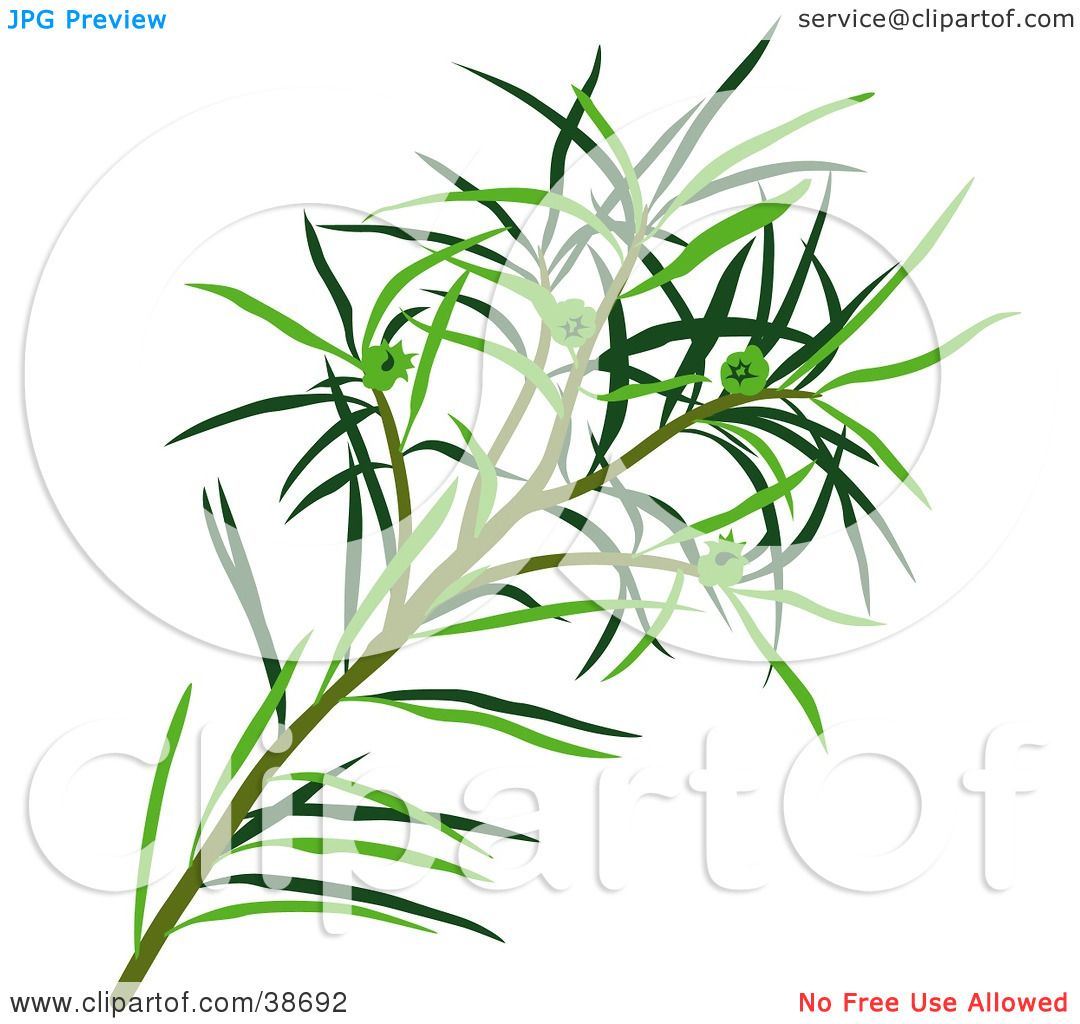 Clipart Illustration of Green Narrow.