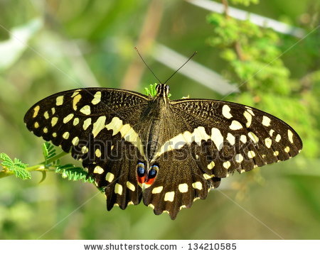 Papilio Demodocus Stock Photos, Royalty.