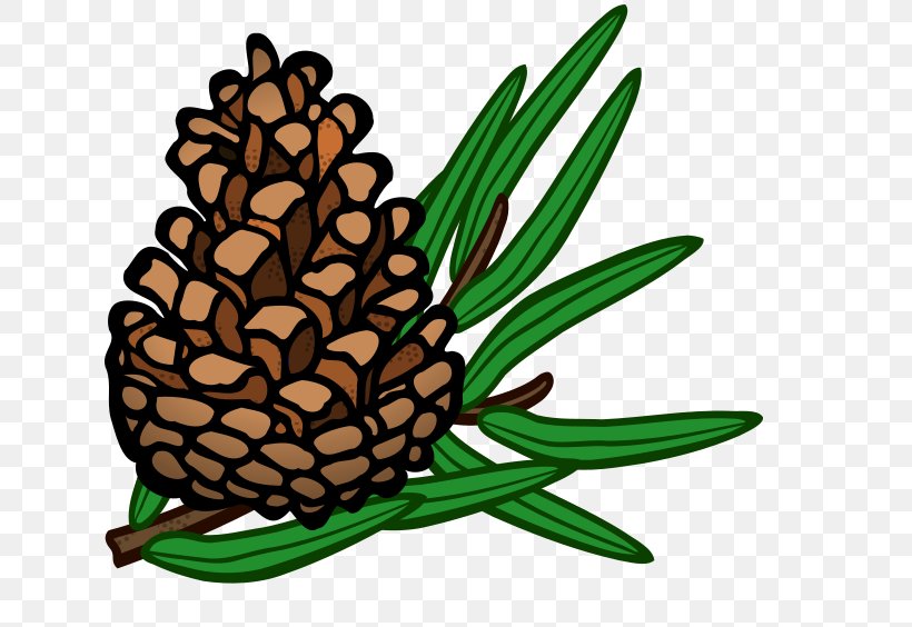 Conifer Cone Pine Clip Art, PNG, 640x564px, Conifer Cone.