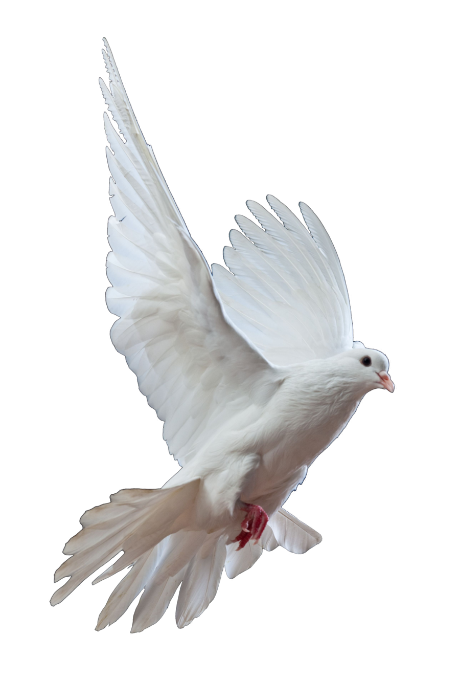 Dove PNG Transparent Dove.PNG Images..