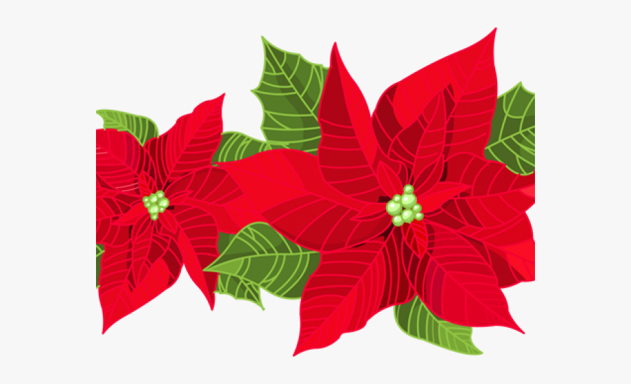 Poinsettia Clipart Transparent Background.