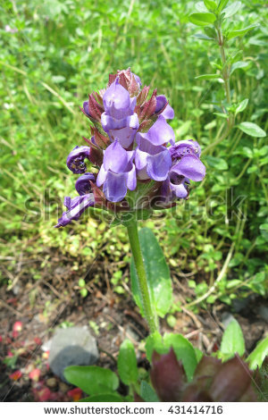 Prunella Grandiflora Stock Photos, Royalty.