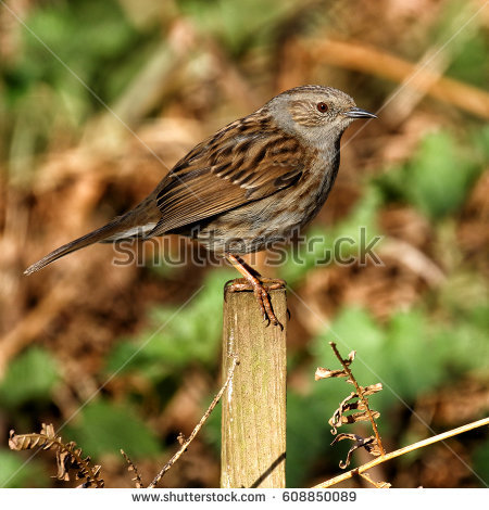 Prunella Modularis Stock Images, Royalty.