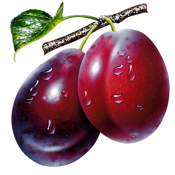 Prunes Clipart Picture.