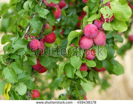 Prunus Domestica Stock Photos, Royalty.