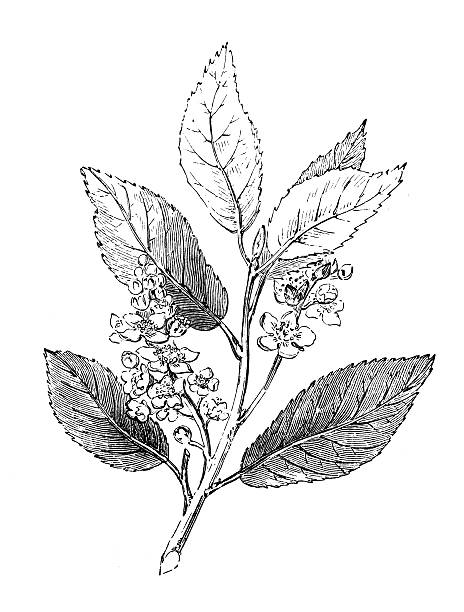 Bird Cherry Hackberry Branch 19th Century Illustration Clip Art.