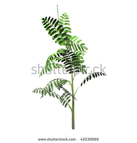 Black Locust Tree Stock Images, Royalty.