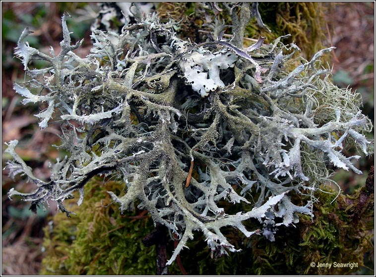 Irish lichens.