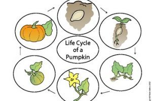 Pumpkin life cycle clipart 1 » Clipart Portal.