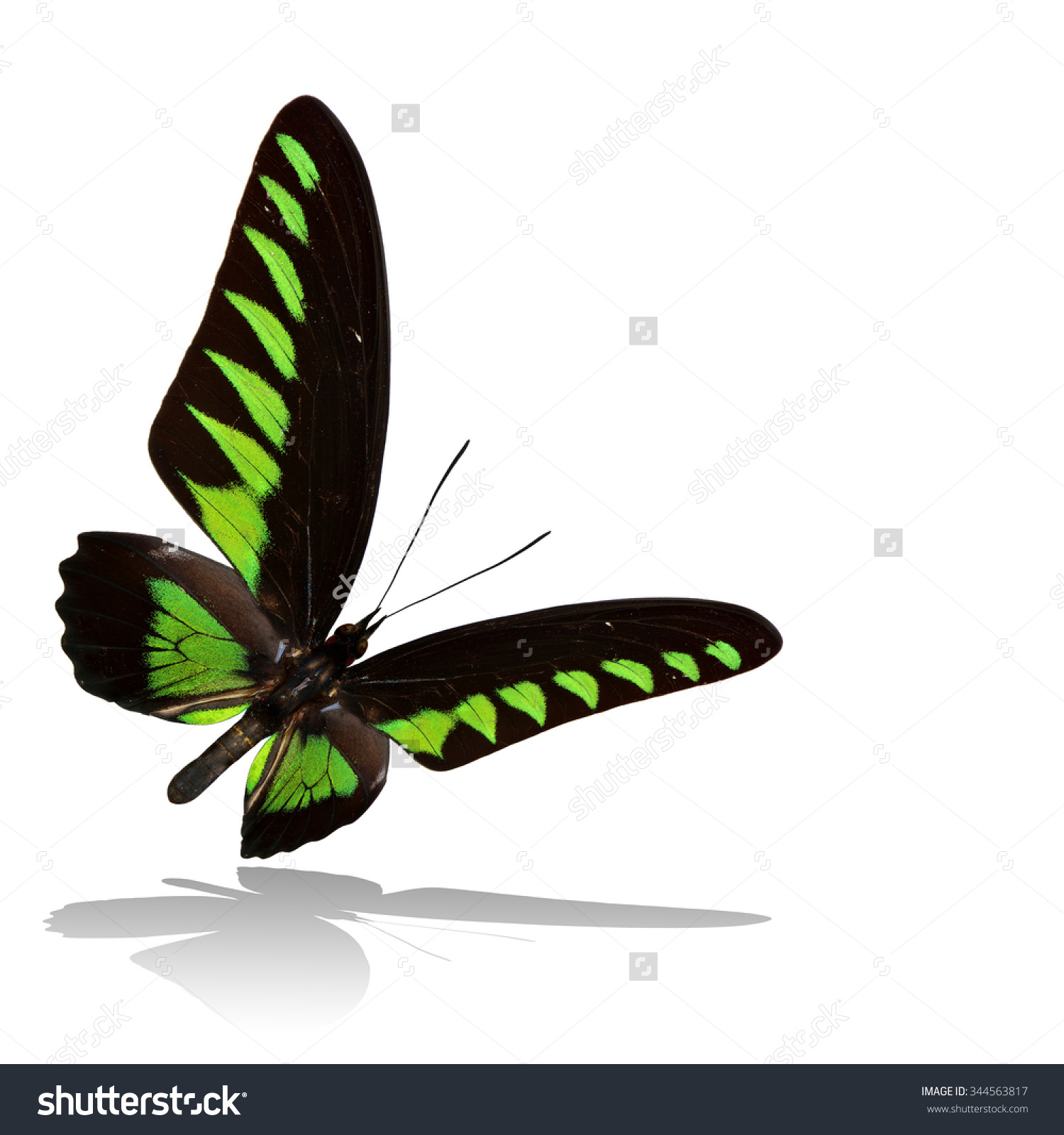 Beautiful Flying Black Green Butterfly Rajah Stock Photo 344563817.