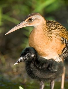 Scientists look for surviving Eskimo curlew birds.