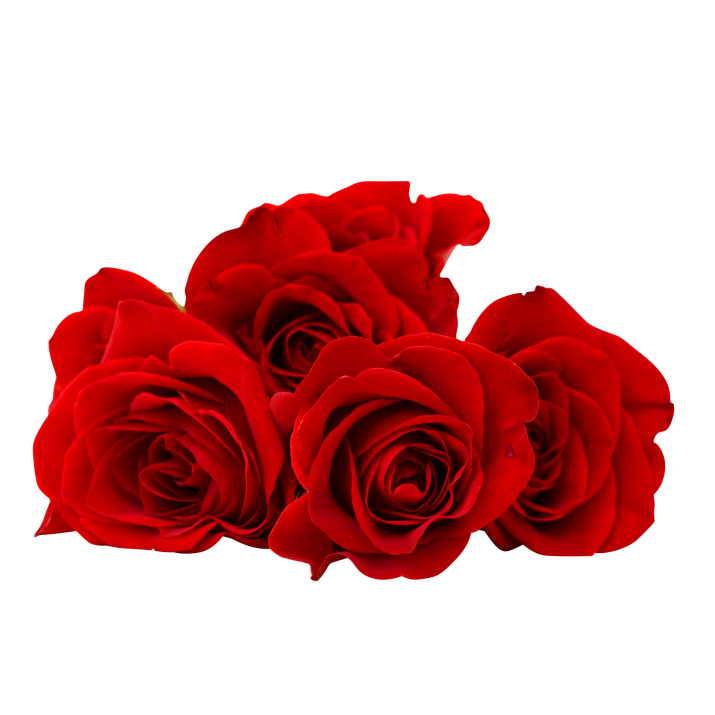 Red Rose Flower PNG Image Free Download searchpng.com.