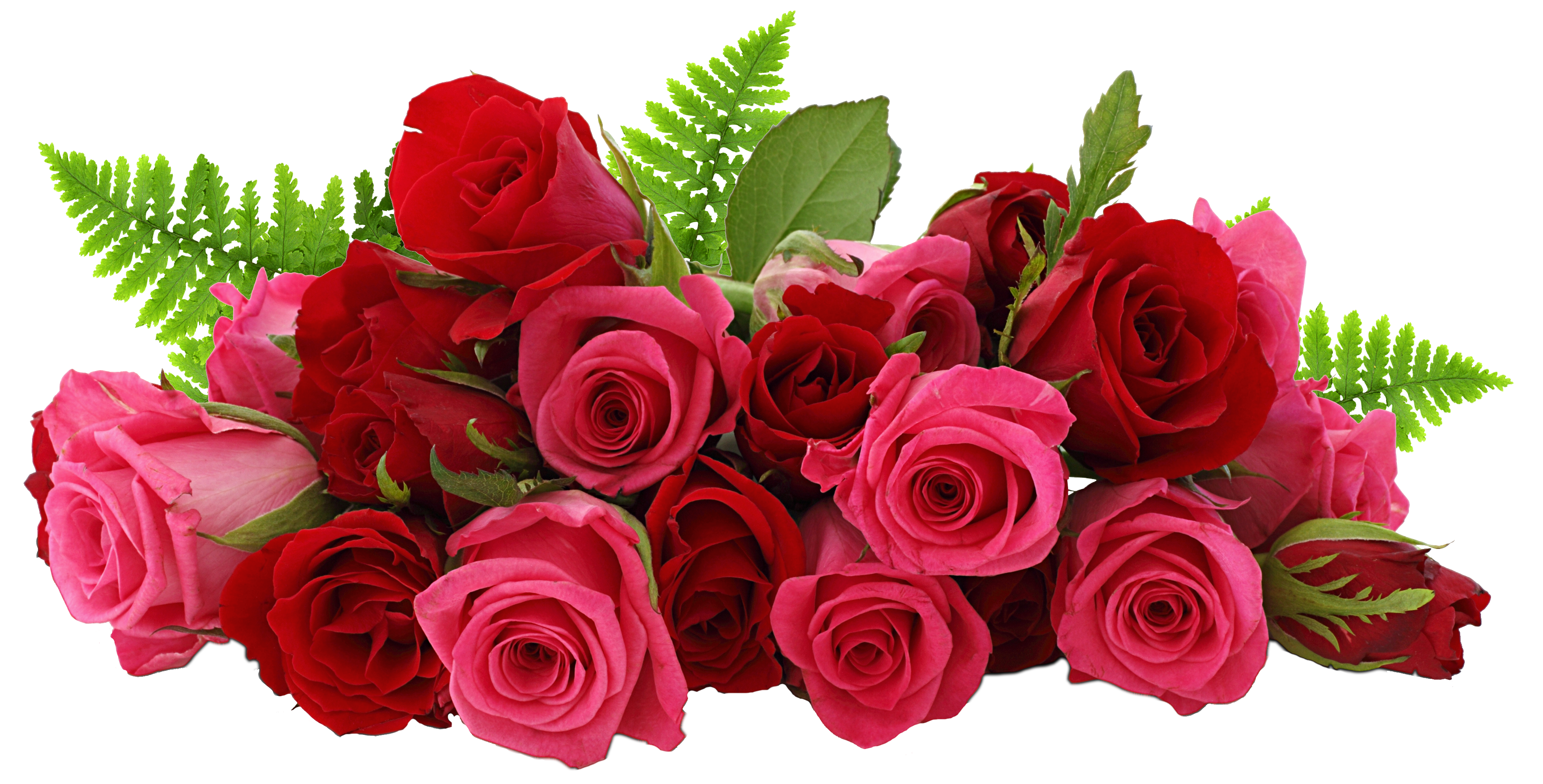 Rose HD PNG Transparent Rose HD.PNG Images..