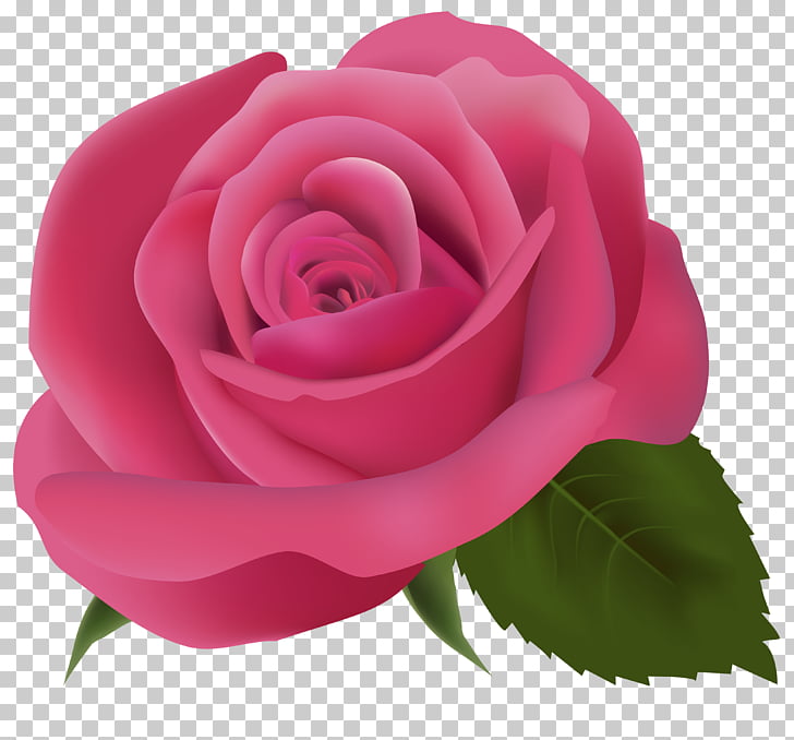 Pink , Pink Rose Transparent Background PNG clipart.