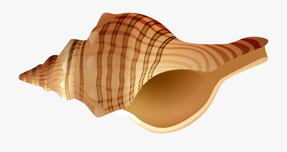 Shell Clipart Png.