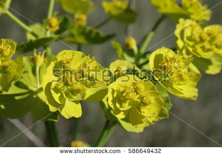 Spurge Stock Images, Royalty.