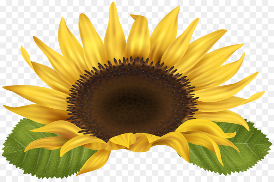 Sunflower Clipart.