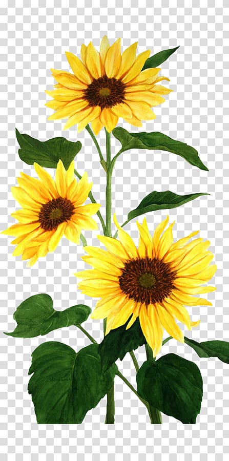 Sunflower Border PNG clipart images free download.