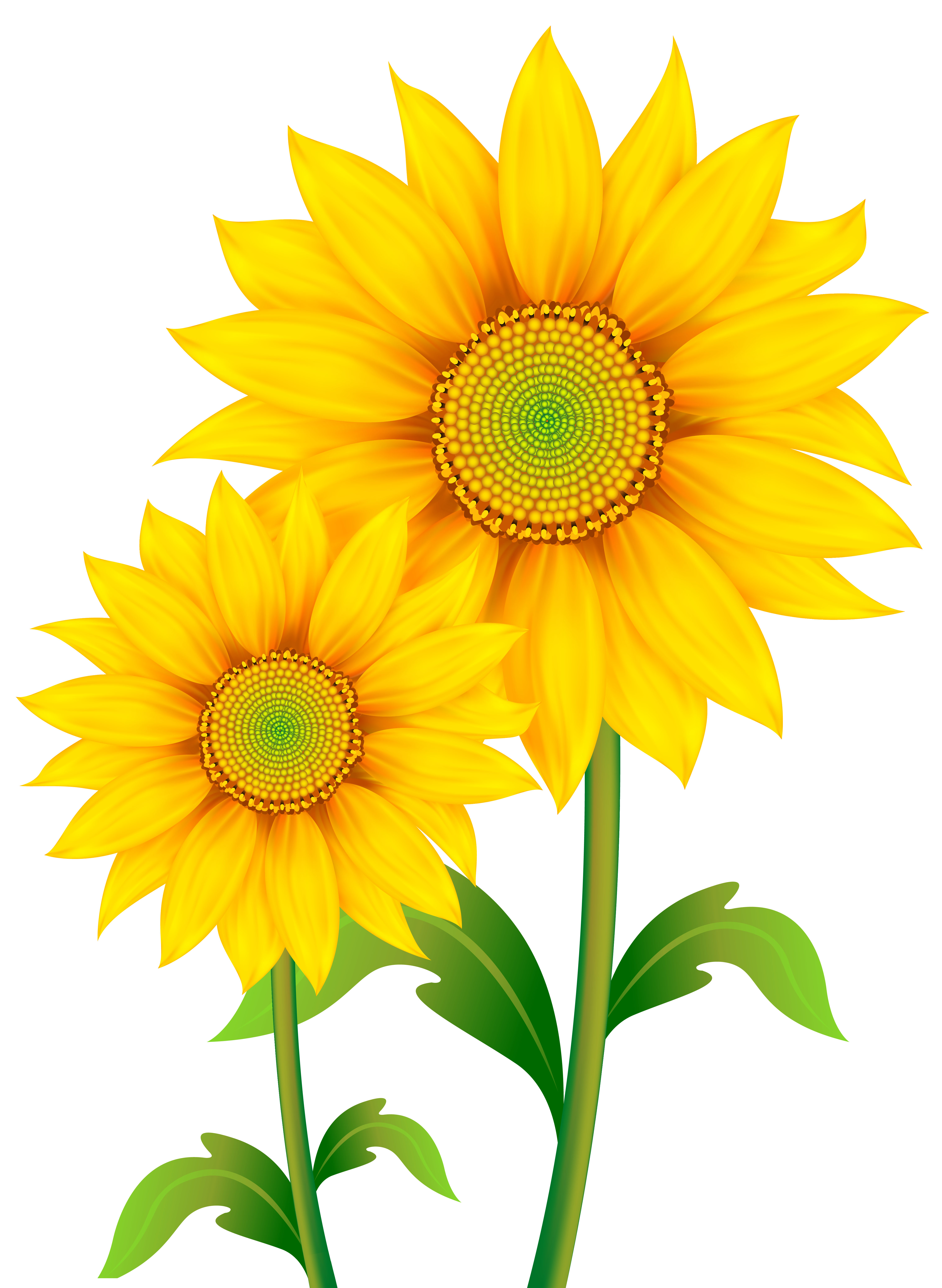 Sunflower border png, Sunflower border png Transparent FREE.