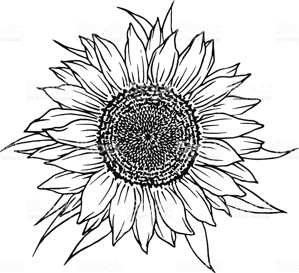 Sunflower Vector Free at GetDrawings.com.