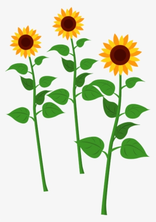 Sunflower Clipart Png PNG Images.