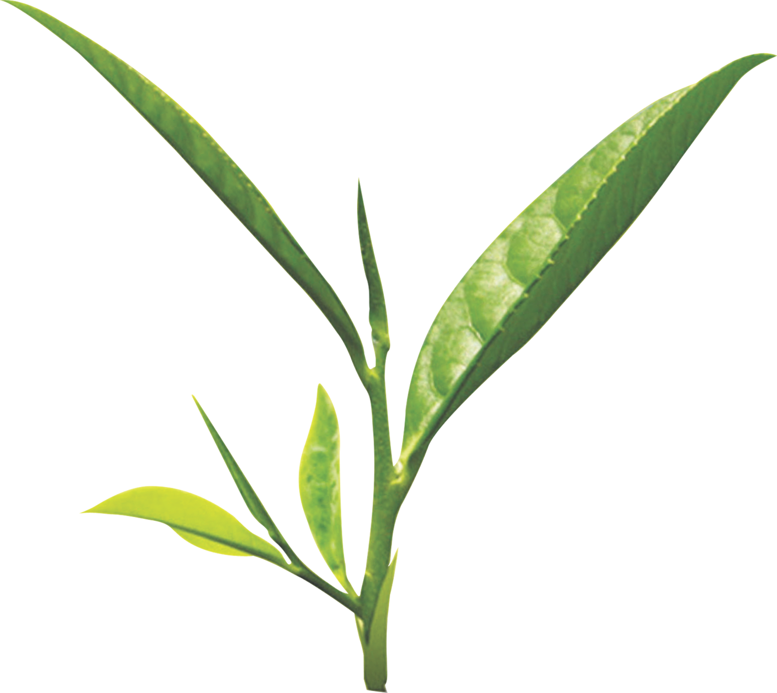 Tea leaf png images free download.