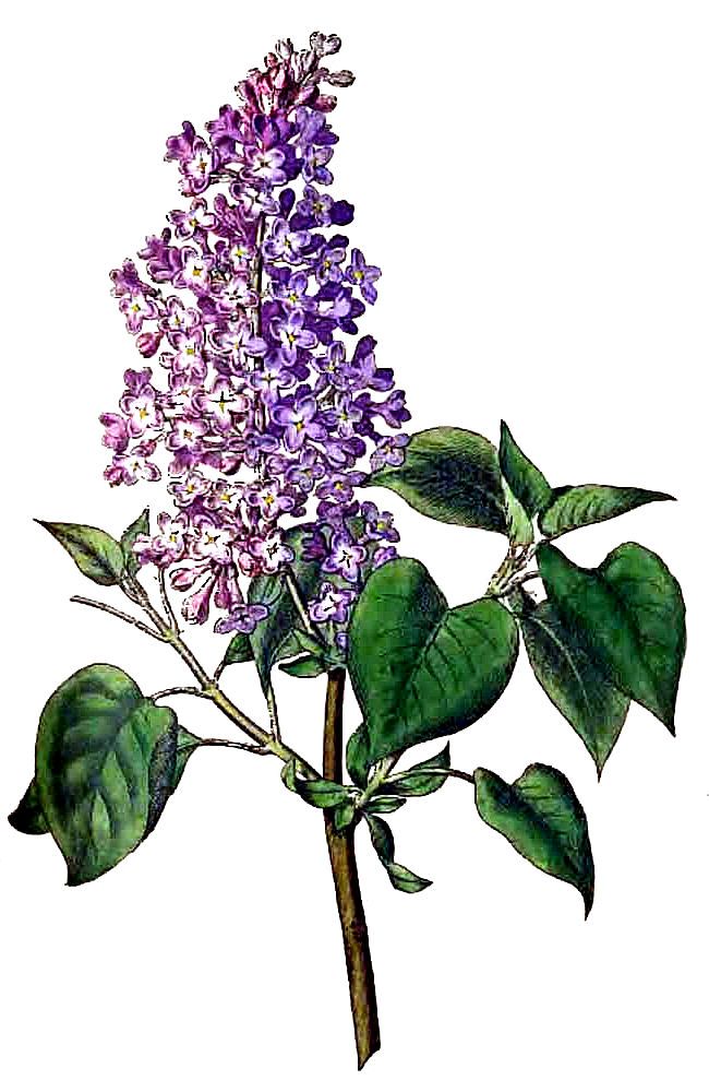 17 Best images about I Love Lilacs on Pinterest.