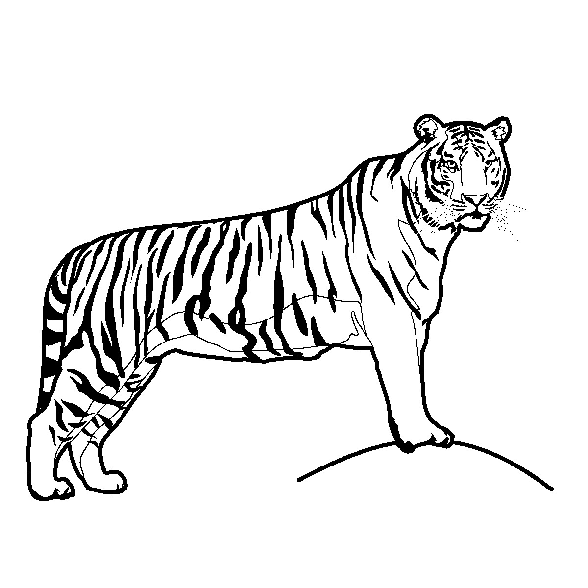 Free White Tiger Clipart, Download Free Clip Art, Free Clip.