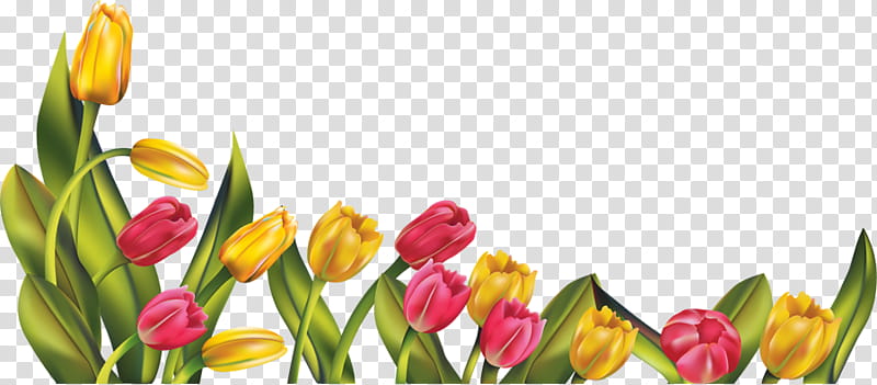 RES Tulip Border, yellow and pink tulip flowers illustration.