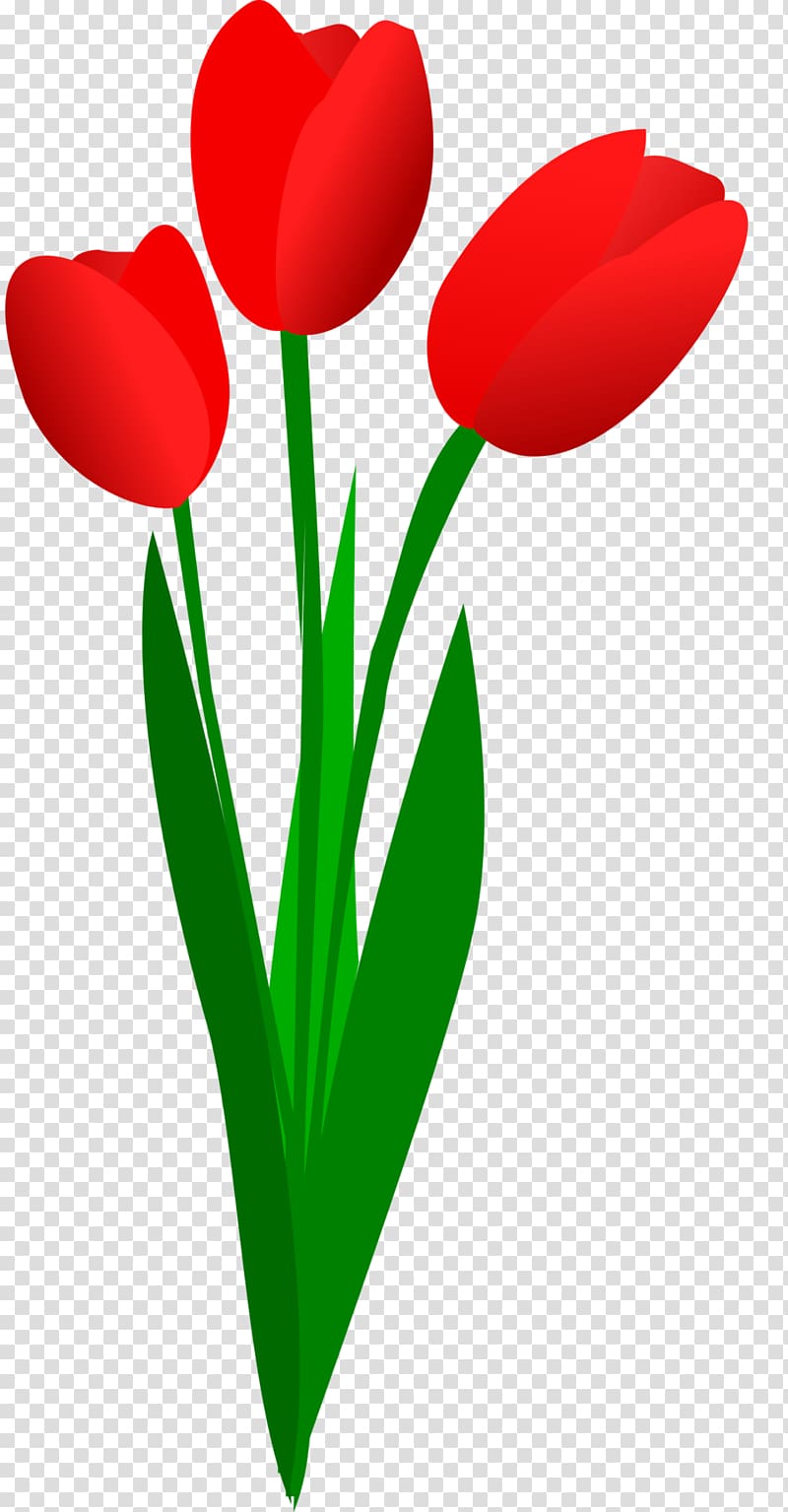 Tulip Free content Flower , Tulip Bouquet transparent.