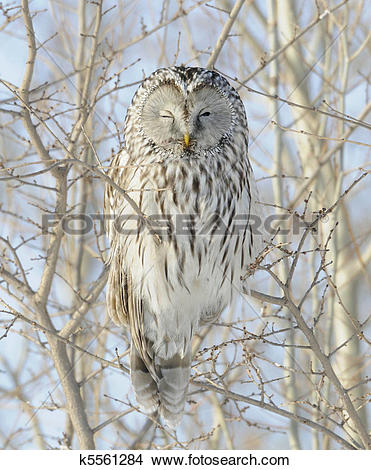 Stock Photo of Ural Owl k5561284.