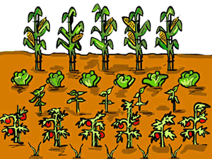 Food Garden Clipart.