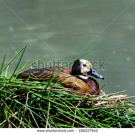 dendrocygna Viduata" Stock Photos, Royalty.