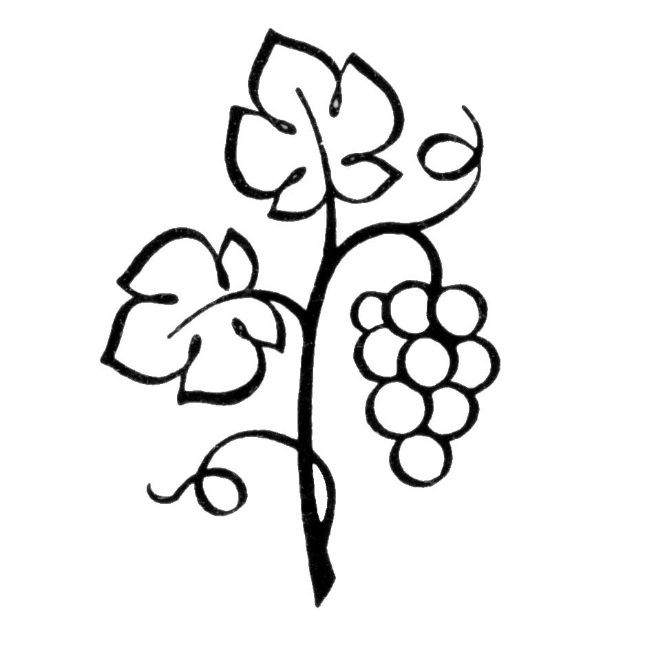 Vines and branches clipart.