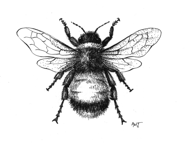 Vintage Bee Drawing at PaintingValley.com.